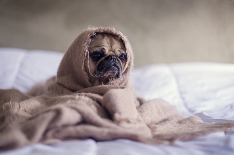 Grim hund